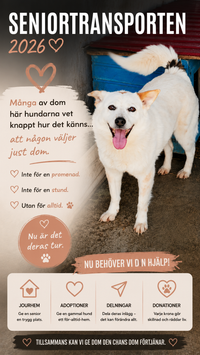🐾 Vi söker jourhem till seniorhundar från Rumänien – nu är det deras tur 💔➡️❤️