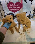 💛 Ohana 20-klubben