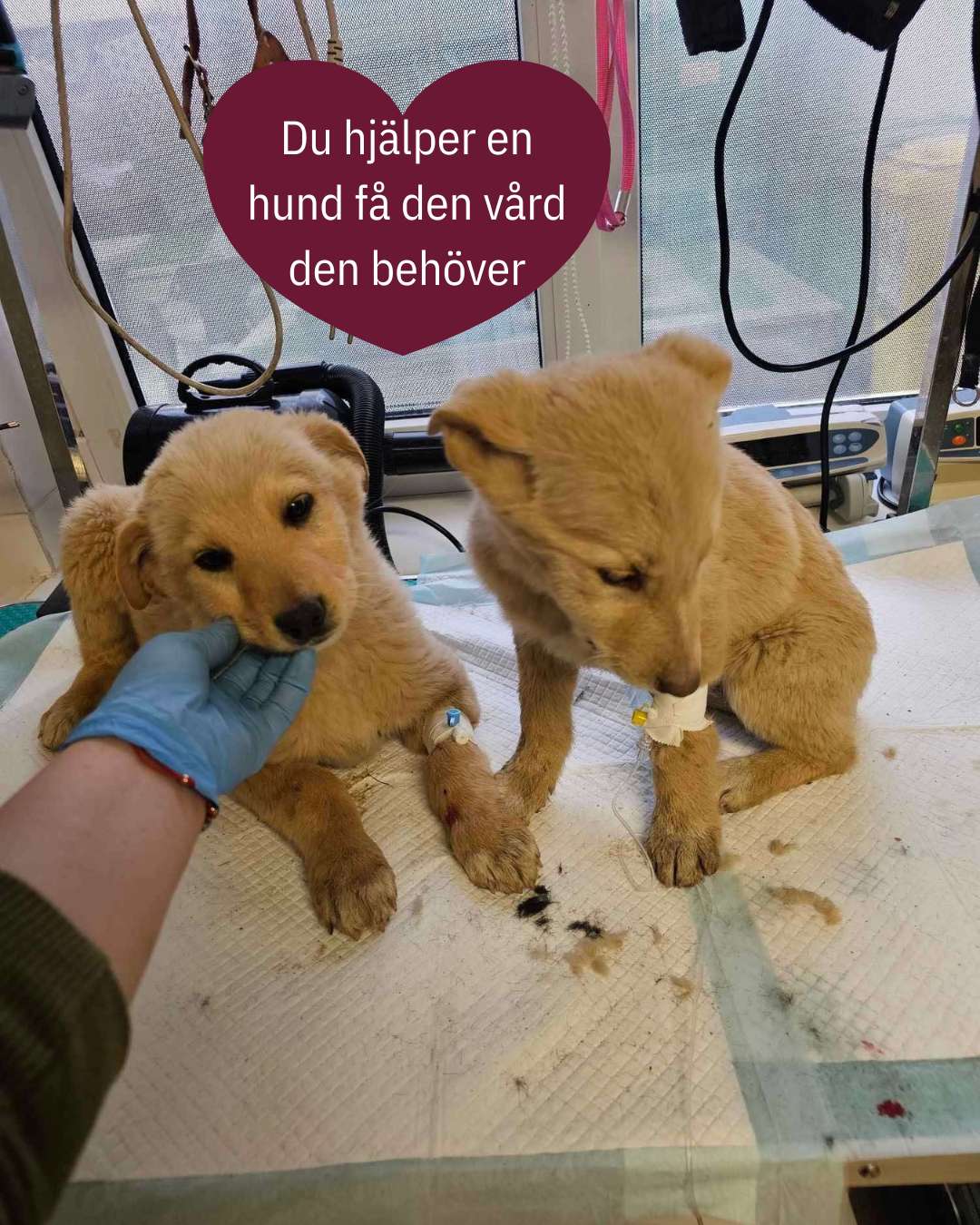 💛 Ohana 20-klubben