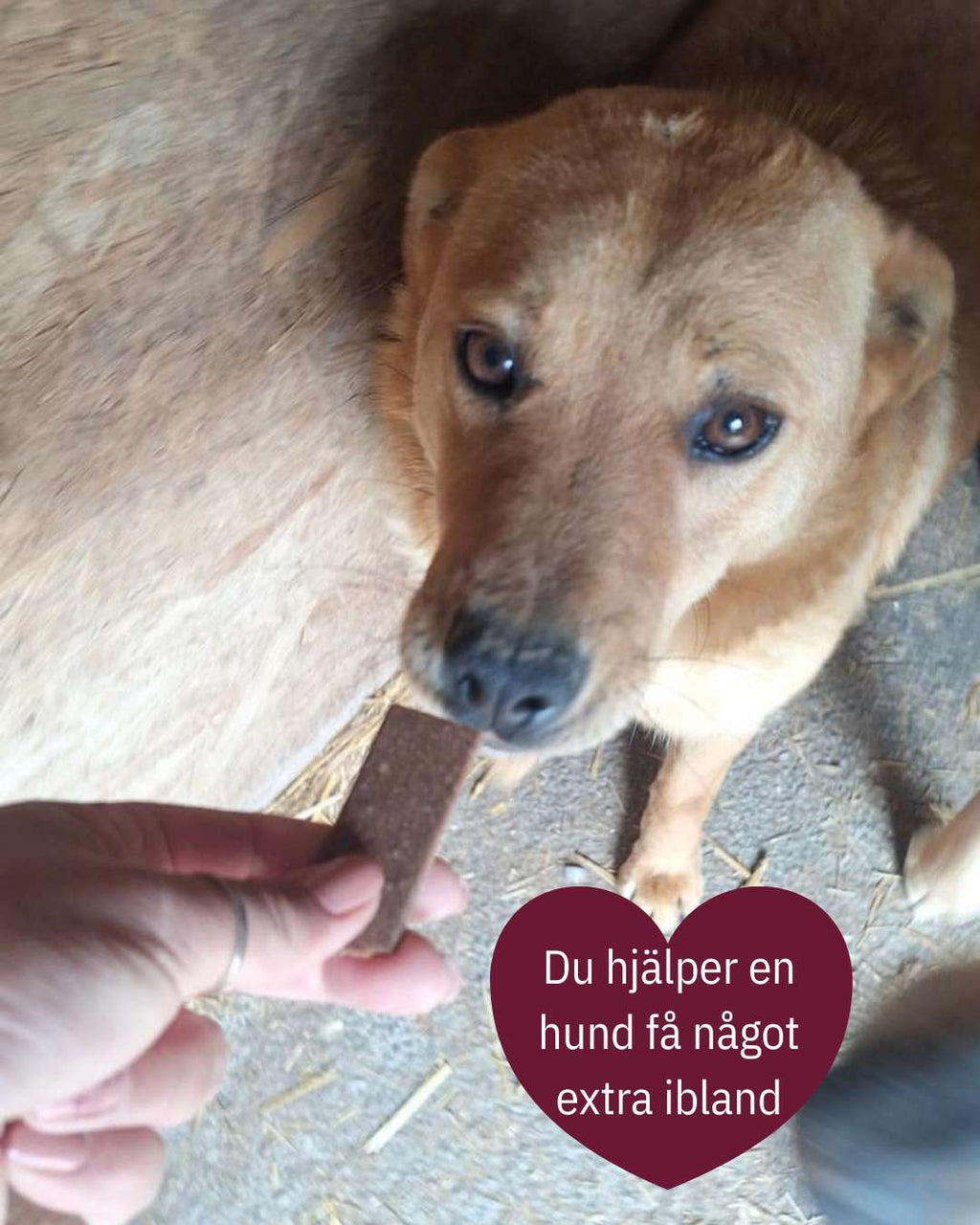 💛 Ohana 20-klubben