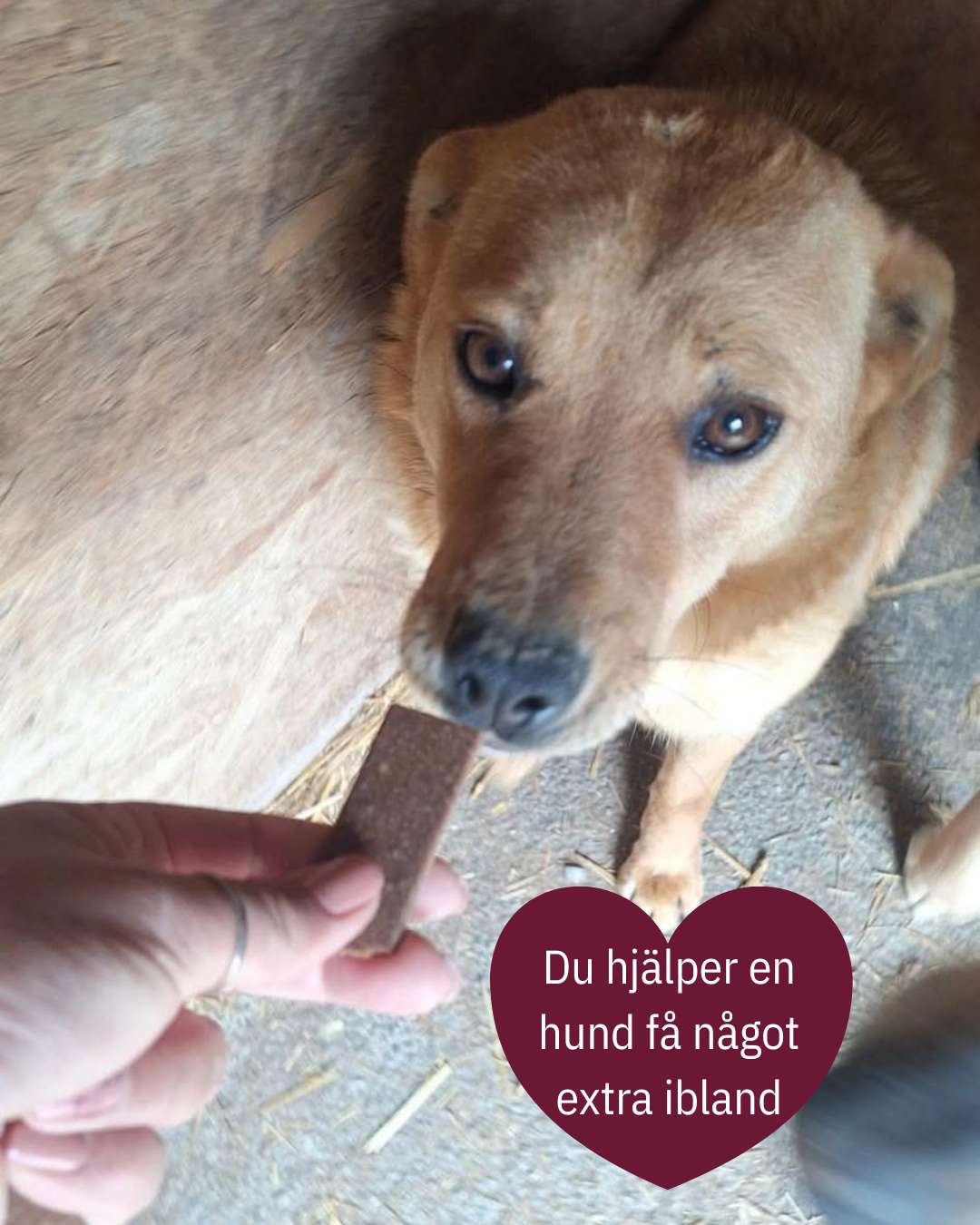 💛 Ohana 20-klubben