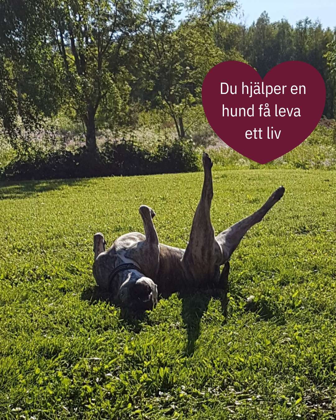 💛 Ohana 20-klubben