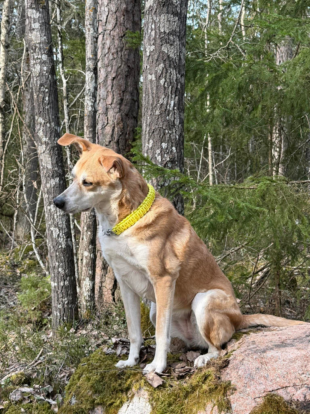 Unika hundhalsband i paracord