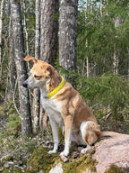 Unika hundhalsband i paracord