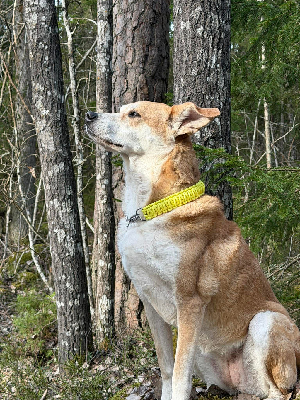 Unika hundhalsband i paracord