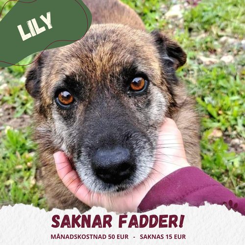 Bli fadder – rädda liv varje månad 🐾