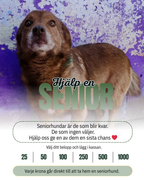 Hjälp en senior hem