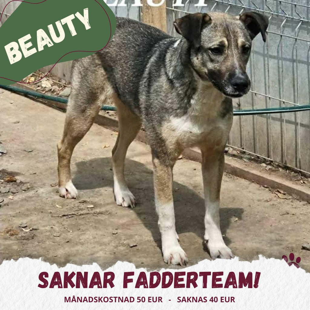 Fadder till rescuehund