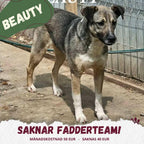 Fadder till rescuehund