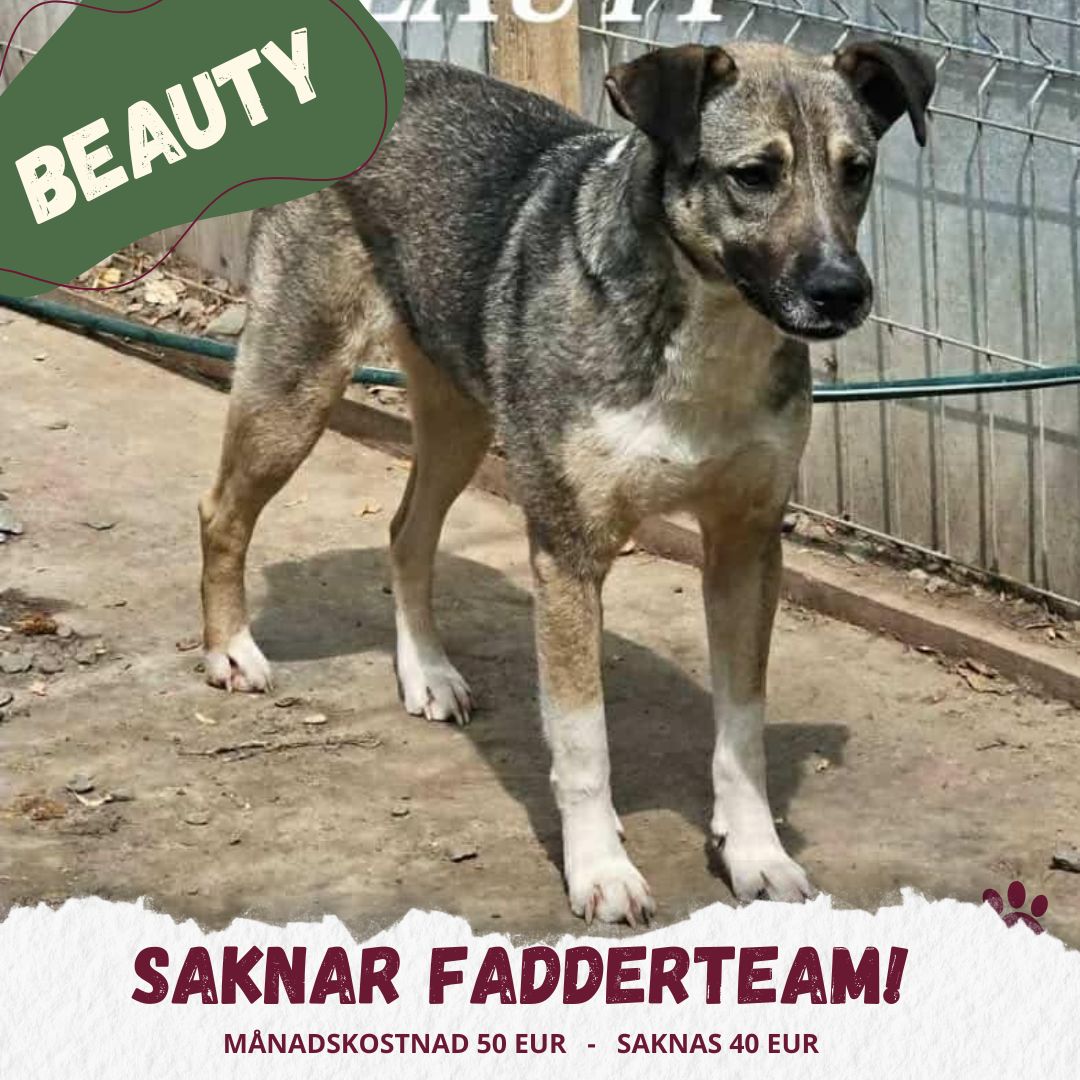 Fadder till rescuehund