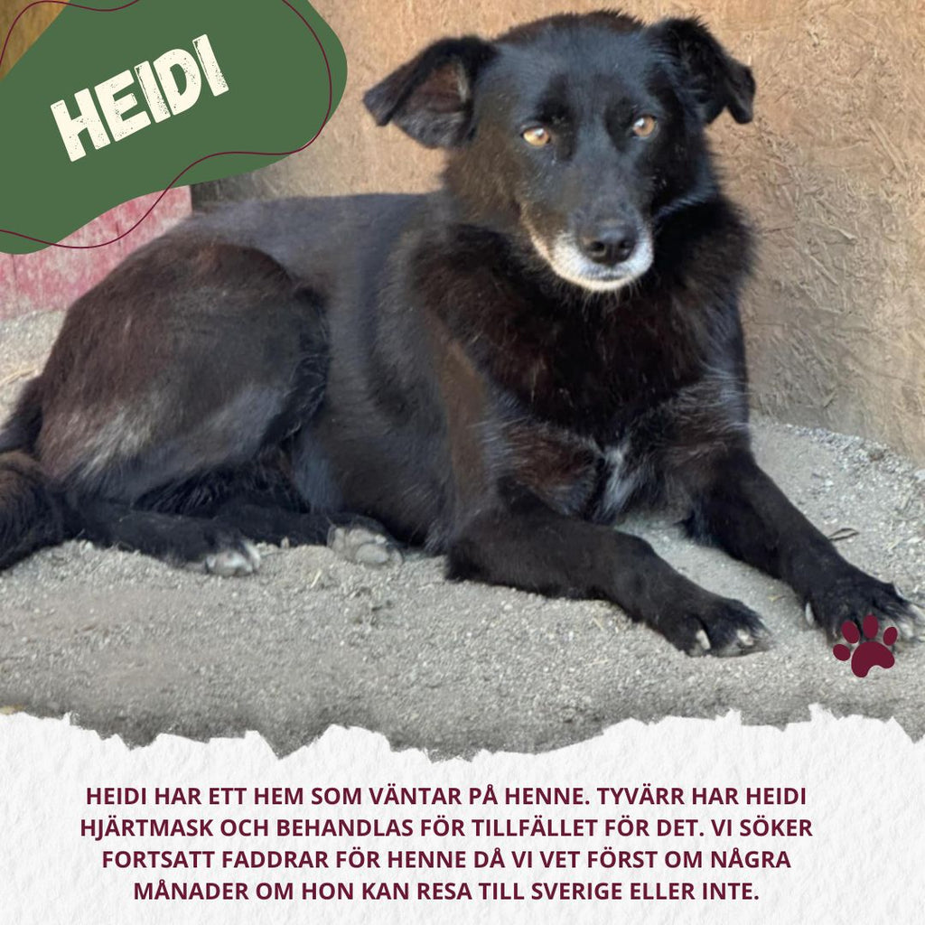 Fadder till rescuehund