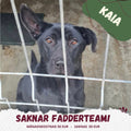 Fadder till rescuehund
