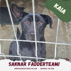 Fadder till rescuehund
