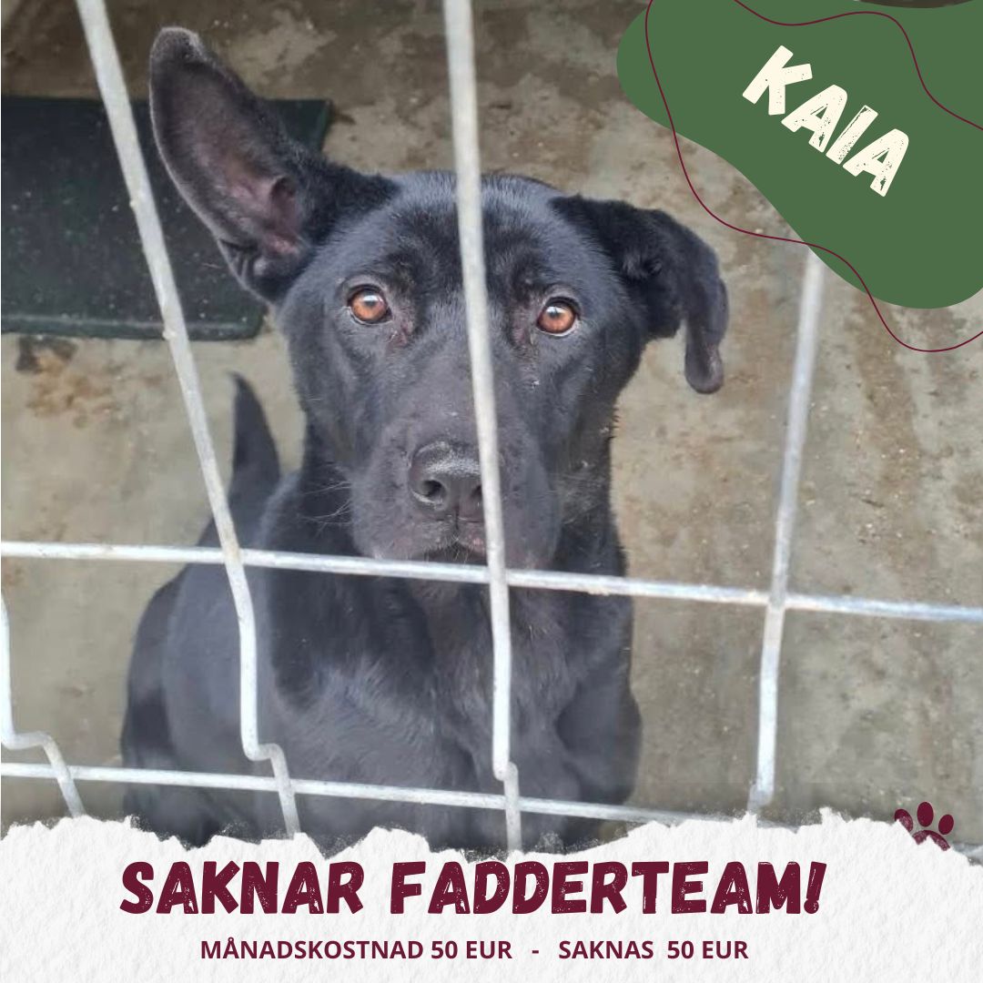 Fadder till rescuehund