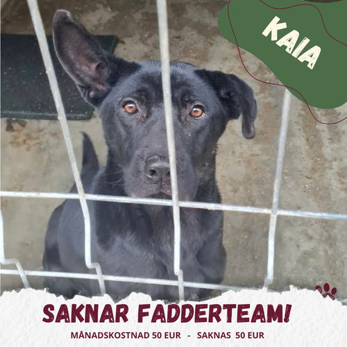 Fadder till rescuehund