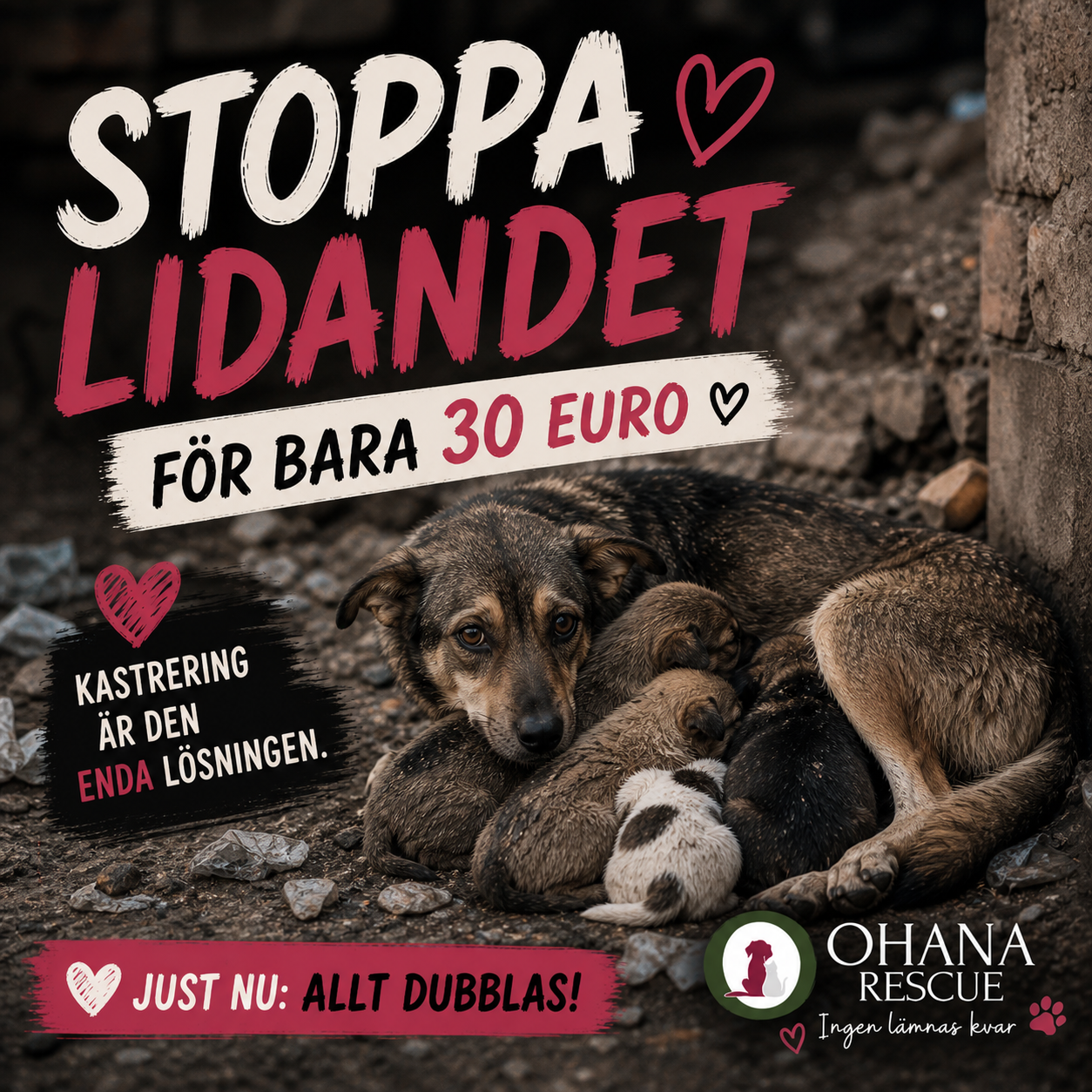Kastreringskampanj för gatuhundar i Cluj Napoca