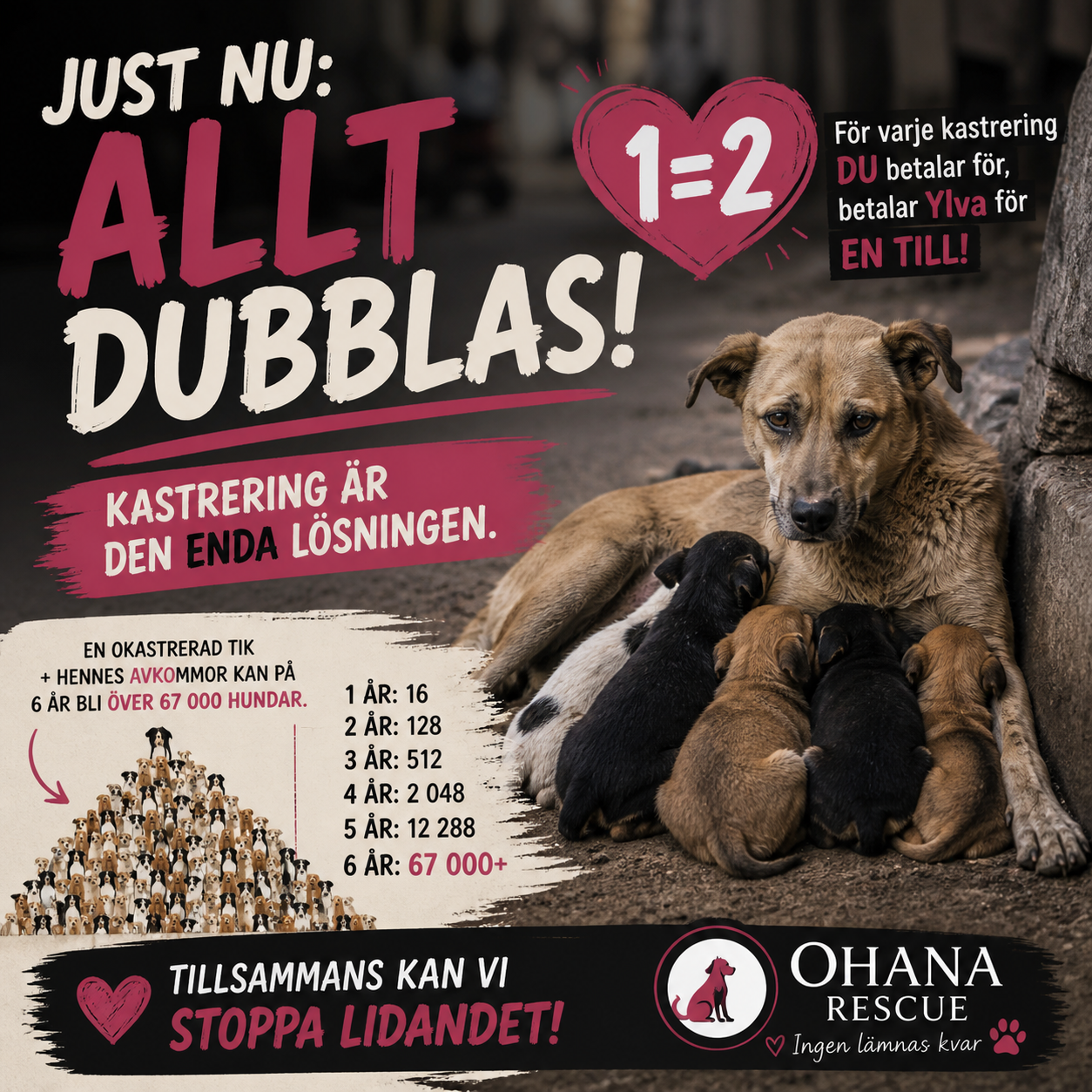 Illustration av hur fort antalet gatuhundar ökar utan kastrering