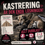 Tik med valpar i Rumänien som behöver kastrering