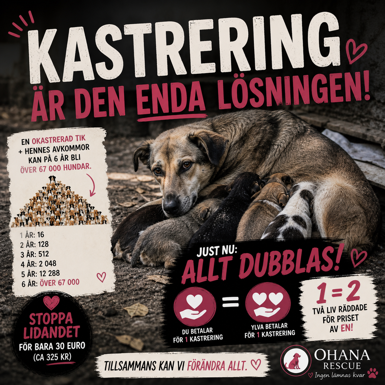 Tik med valpar i Rumänien som behöver kastrering