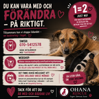 Gör förändring på riktigt. Hjälp oss att kastrera 10 hundar/månad