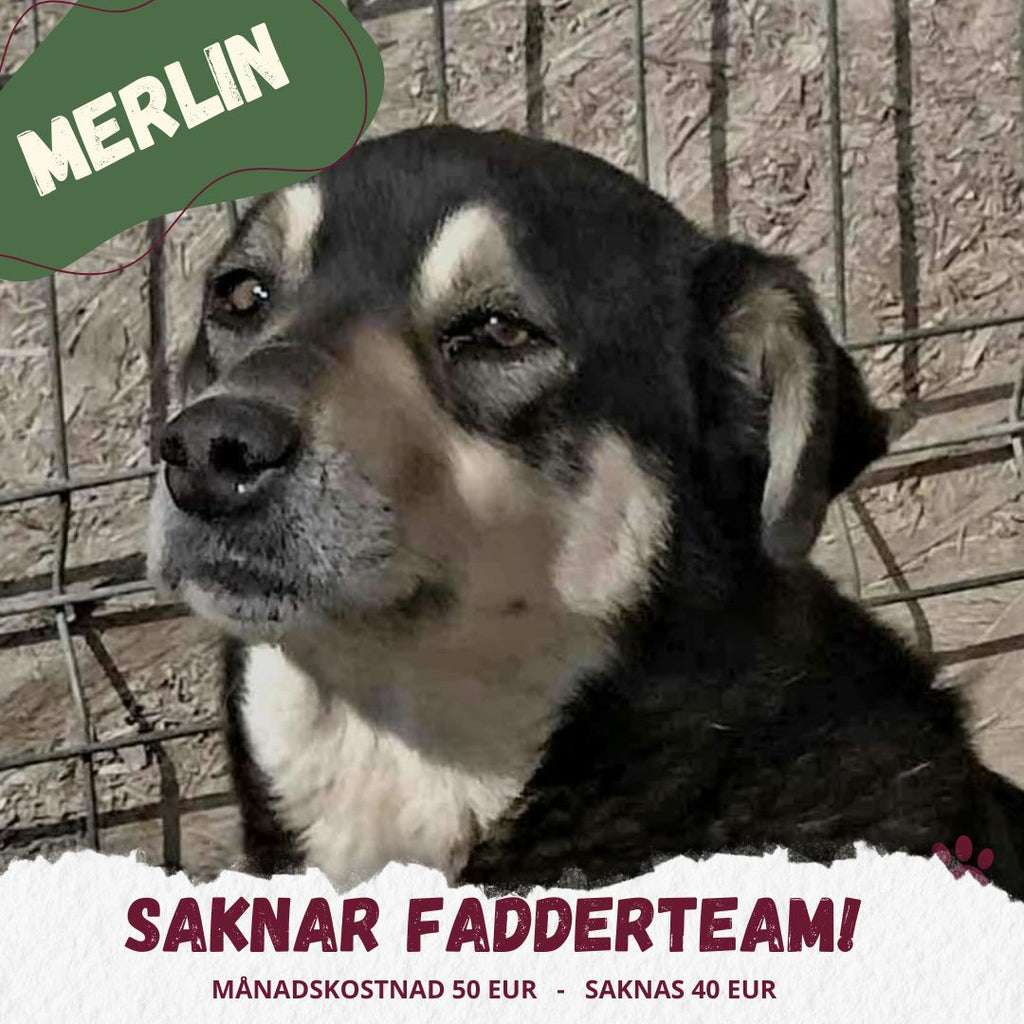 Fadder till rescuehund
