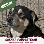 Fadder till rescuehund