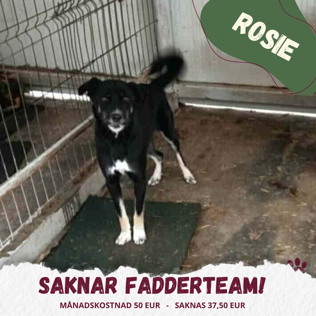 Fadder till rescuehund