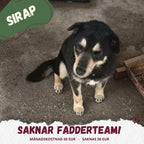 Fadder till rescuehund