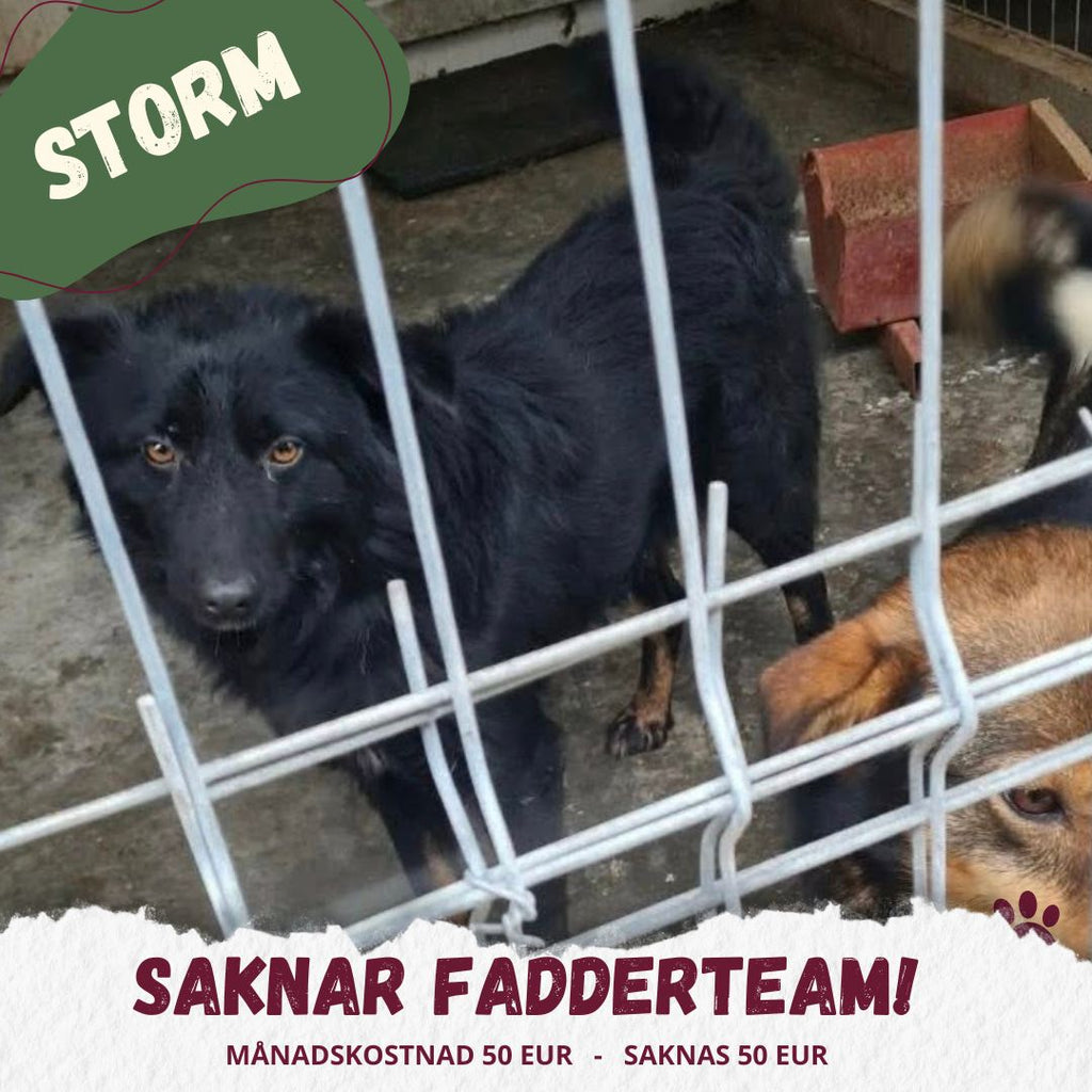 Fadder till rescuehund