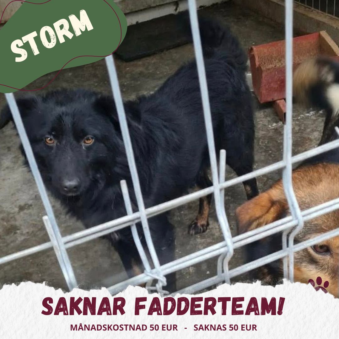 Fadder till rescuehund
